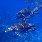 cropped-sea-1677647-1024x576_1600x1067